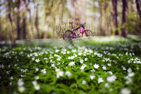 Anemones поле и велосипед — стоковое фото