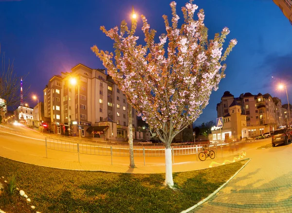 Elegante Sakura mit Blumen — Stockfoto