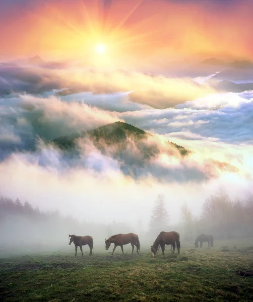 Cavalos no nevoeiro ao amanhecer — Fotografia de Stock