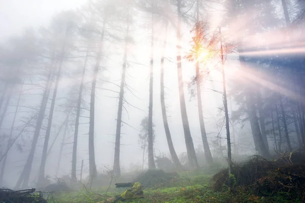 Ködös hegyvidéki zöld erdő — Stock Fotó