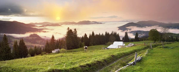 Foggy matin dans les Carpates ukrainiennes — Photo