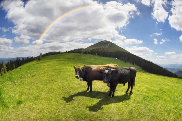Vaca e bezerro no prado — Fotografia de Stock