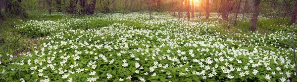 Friss zöld- és finom illatos virágok — Stock Fotó