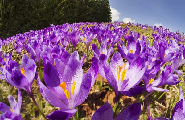 Crocos - flores nevadas de primavera — Fotografia de Stock