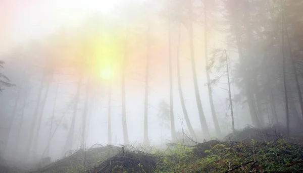 Neblig-grüner Bergwald — Stockfoto