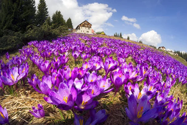 Crocos - flores nevadas de primavera — Fotografia de Stock