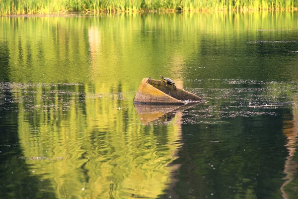 Turtle in the Ukrainian lake