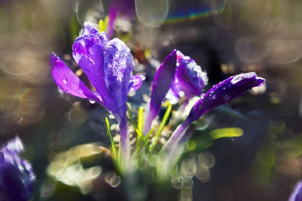 Crocus en la mañana helada —  Fotos de Stock