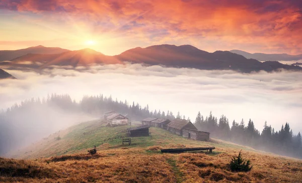 Gold and snow autumn landscape — Stock Photo, Image