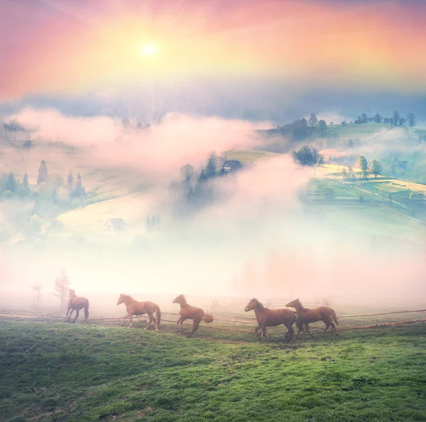 Коні в тумані на світанку — стокове фото