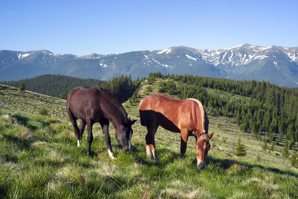 Wild horses in the Carpathians — Stock Photo, Image