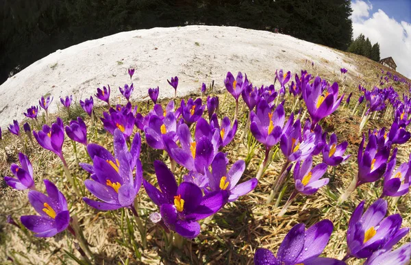 Krokus - snöiga blommor om våren — Stockfoto