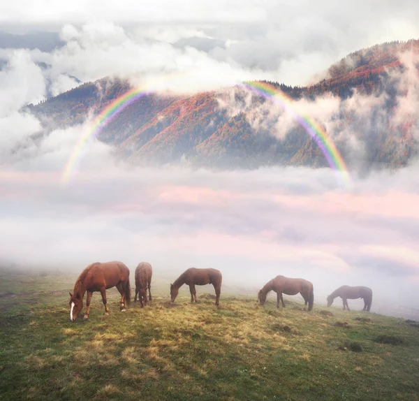 Cavalos no nevoeiro ao amanhecer — Fotografia de Stock