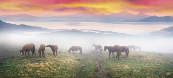 Koně v mlze, za svítání — Stock fotografie