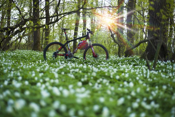 Anemonen veld en fiets — Stockfoto