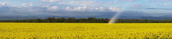 Ріпак поля у Східній Європі — стокове фото