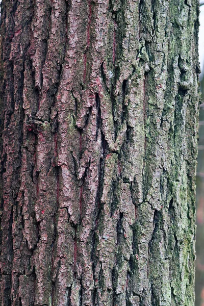 Egy öreg fa kérge. — Stock Fotó