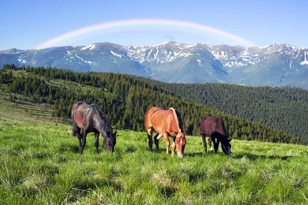 Wild horses in the Carpathians — Stock Photo, Image