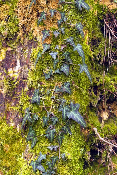 Dekorativa Gamla Träd Den Vilda Carpathian Forest Transcarpathia Med Grov — Stockfoto