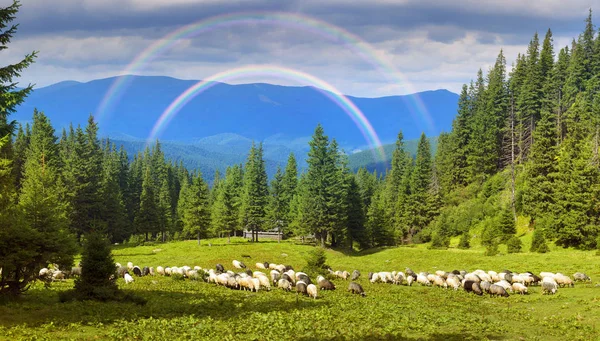 Pastýře a ovce v Karpatech — Stock fotografie
