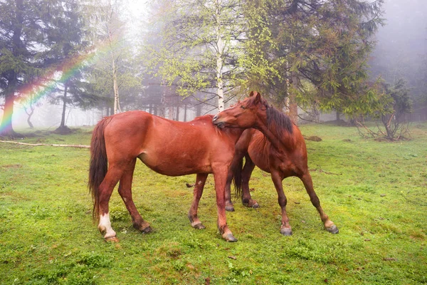 Hästar i dimman i gryningen — Stockfoto