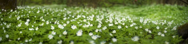 Friss zöld- és finom illatos virágok — Stock Fotó