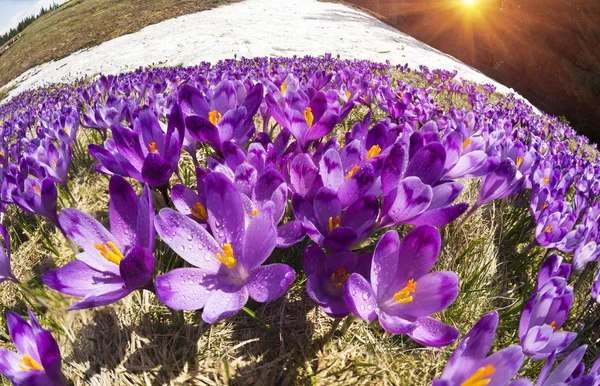 Crocos - flores nevadas de primavera — Fotografia de Stock