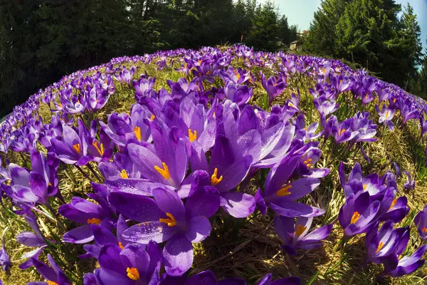 Krokus - snöiga blommor om våren — Stockfoto