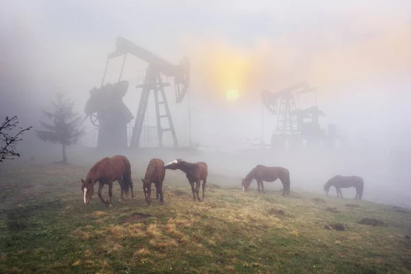 Cavalos no nevoeiro ao amanhecer — Fotografia de Stock