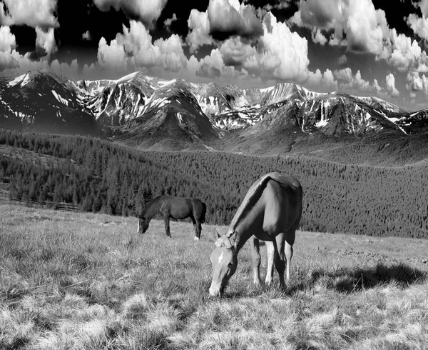 Cavalos selvagens nos Cárpatos — Fotografia de Stock