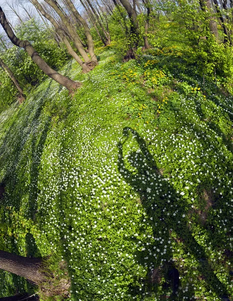 Printemps Été Sont Sur Voyage Sur Écologique Beaucoup Herbes Fraîches — Photo