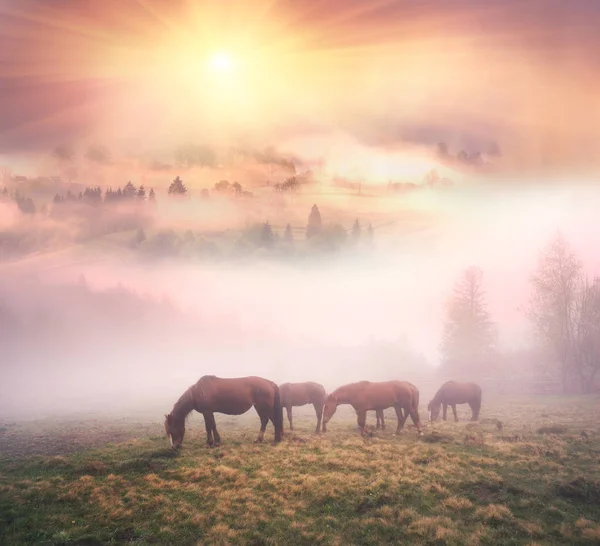 Cavalos no nevoeiro ao amanhecer — Fotografia de Stock