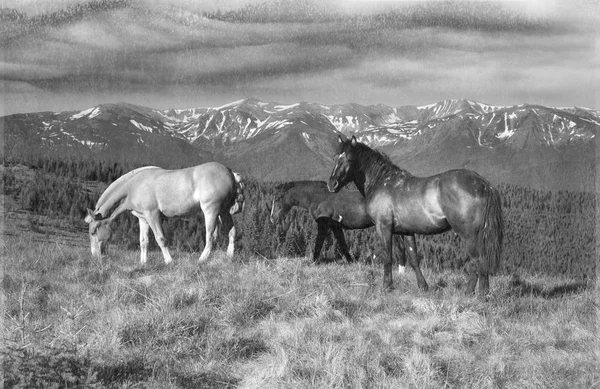 Wild horses in the Carpathians — Stock Photo, Image