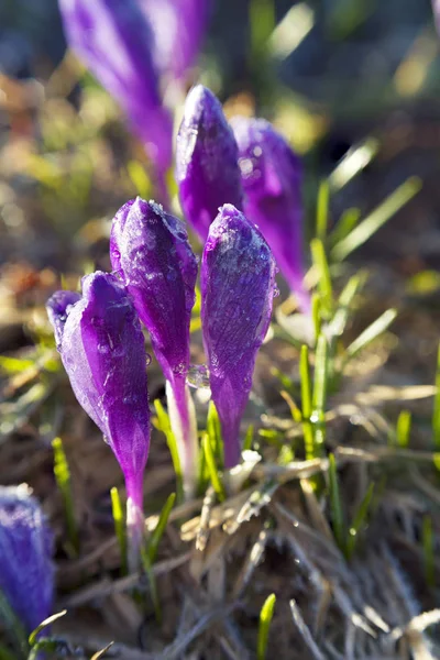 Crocus en la mañana helada —  Fotos de Stock