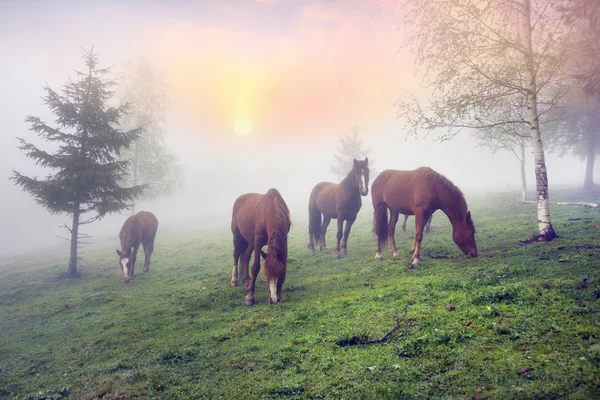 Лошади в тумане на рассвете — стоковое фото