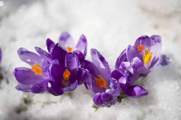 Crocuses in frosty morning Stock Picture