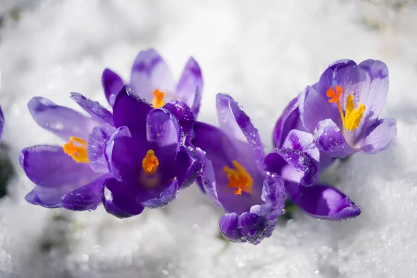 Crocuses in frosty morning Royalty Free Stock Photos