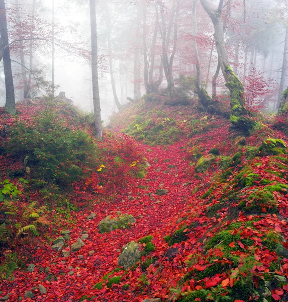 가을의 너도밤나무 숲 — 스톡 사진