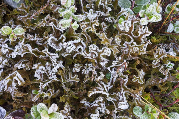 Colocador Belas Folhas Mirtilos Cowberries Manhã Fria Outono Com Geada — Fotografia de Stock