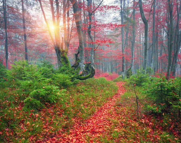Bosque de haya en otoño — Foto de Stock