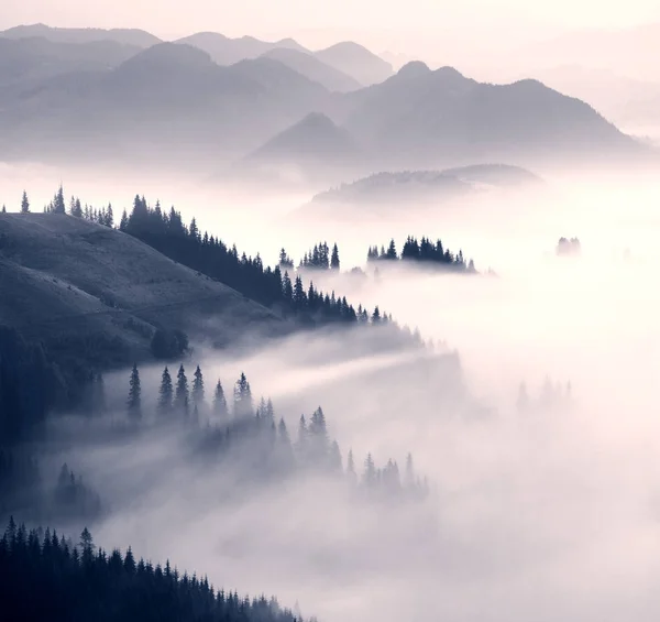 Pintoresco bosque en la niebla —  Fotos de Stock