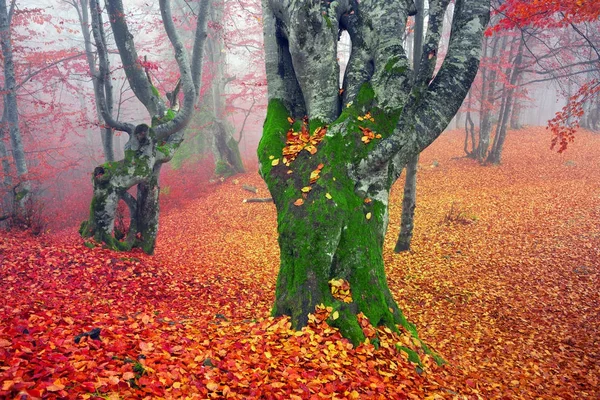 Floresta de faia no outono — Fotografia de Stock
