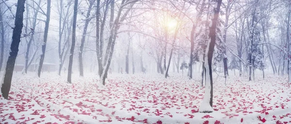 Park na een sneeuwstorm — Stockfoto