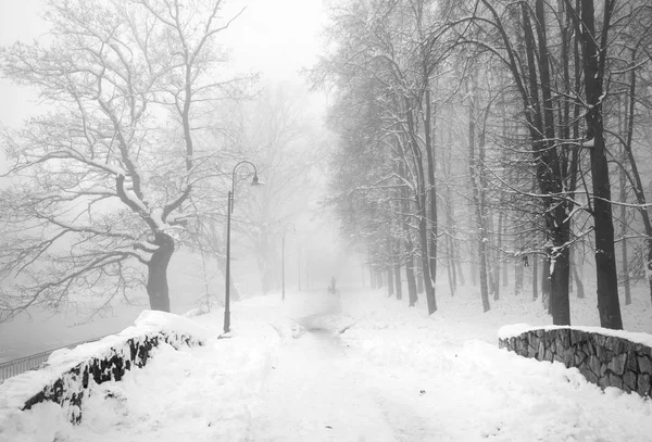 Walking the dog in the fog — Stock Photo, Image