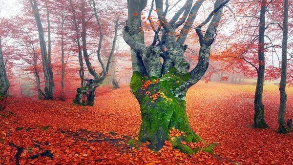 Floresta de faia no outono — Fotografia de Stock