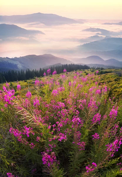 Weidentee im Morgengrauen — Stockfoto