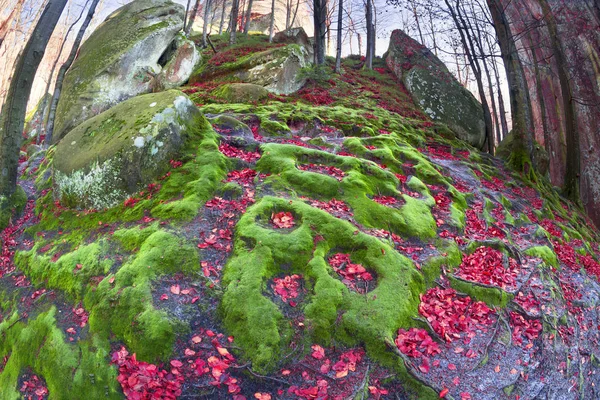 Moss in Bubnyshche — Stockfoto