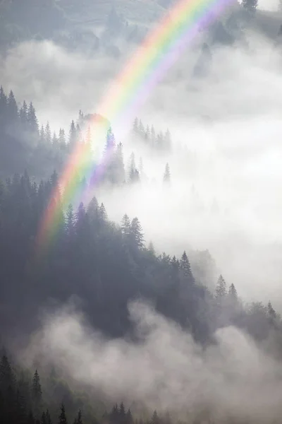 Floresta pitoresca no nevoeiro — Fotografia de Stock