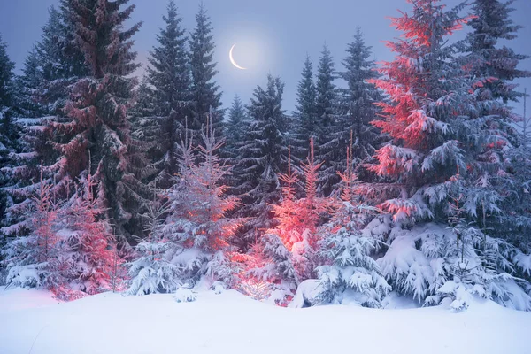 Magiska träd på jul — Stockfoto