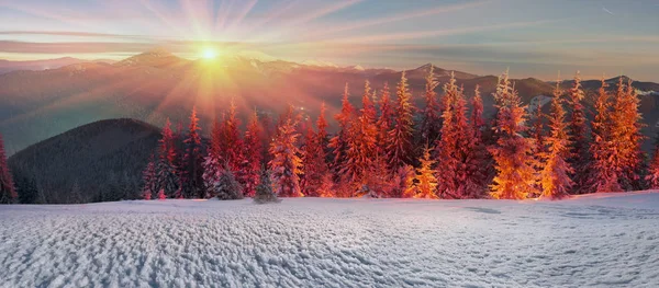 Albero magico a Natale — Foto Stock